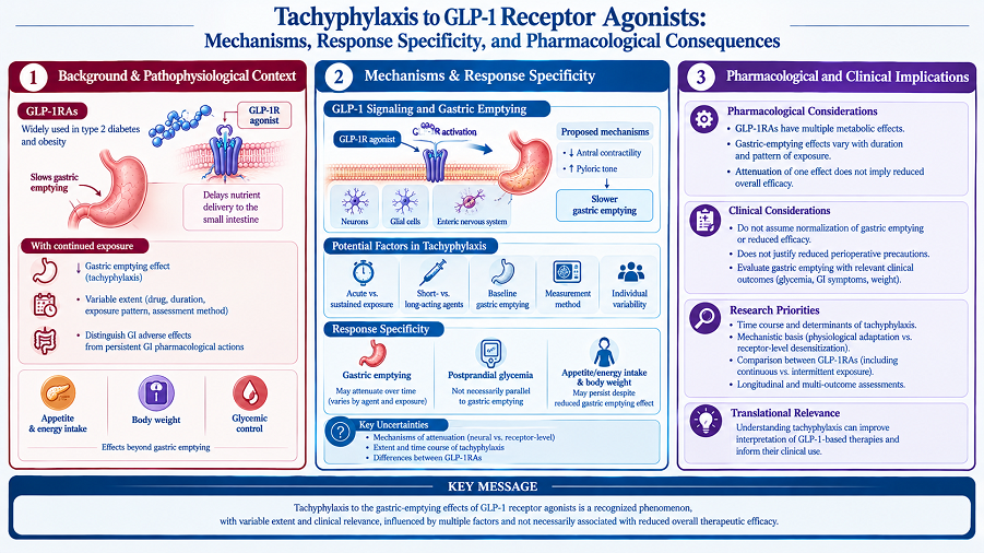 Tachyphylaxis to GLP-1 Receptor Agonists: Mechanisms, Response Specificity, and Pharmacological Consequences 